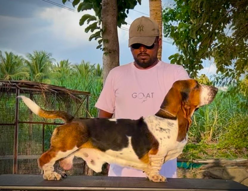 Puppies Moment
